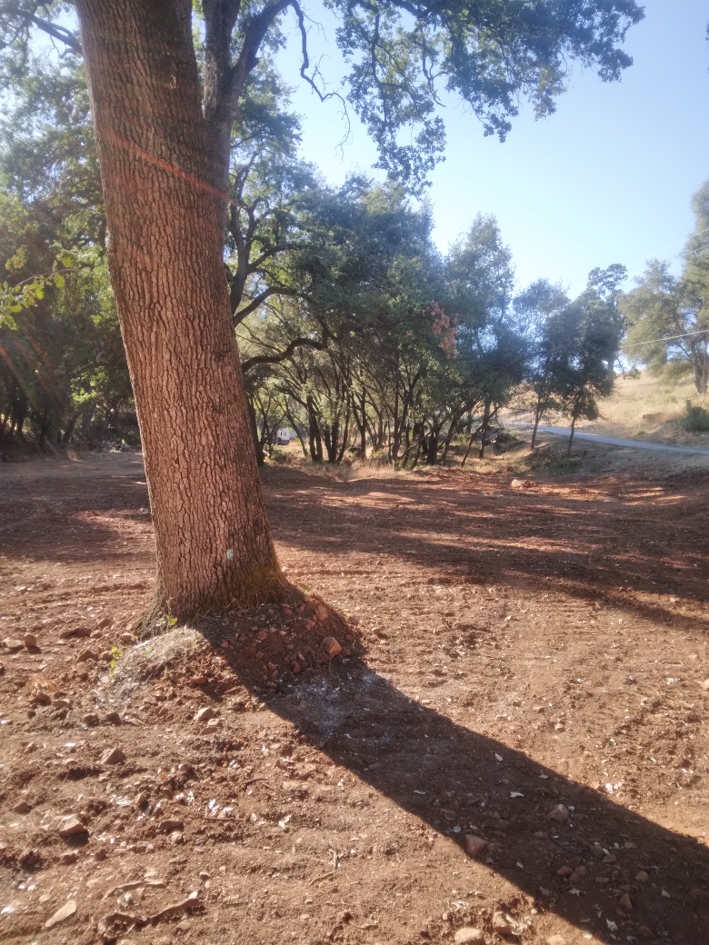 One of the heritage oaks on the terrace